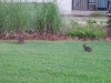 Two of our Rabbits helping trim the grass.