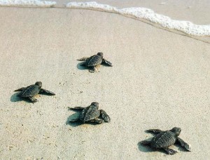 Baby Loggerhead Sea Turtles on Hilton Head